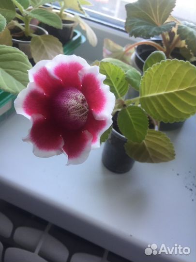 Глоксиния махровая