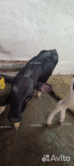 Крс бычки и телята холмогоры и голштины