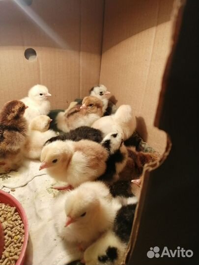 Цыплята кохинхина карликового