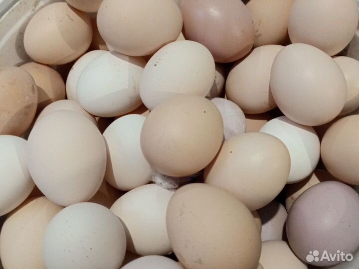 Молоко домашнее