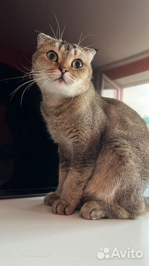 Щотландская кошечка