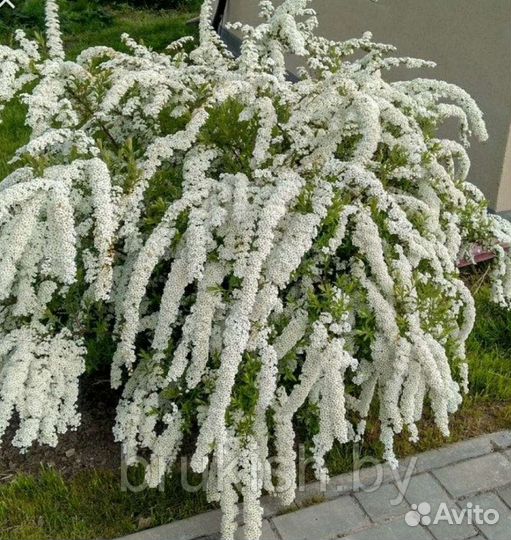 Спирея ниппонская