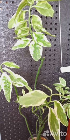 Педилантус