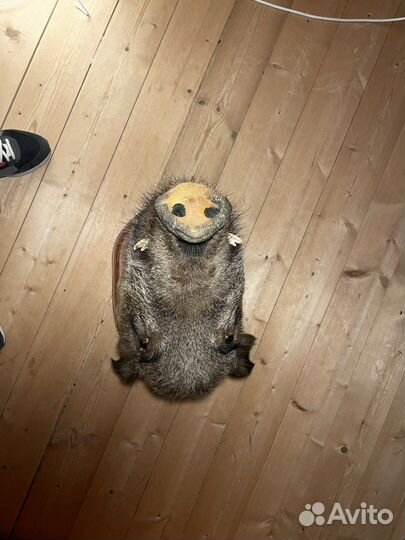 Чучело головы кабана