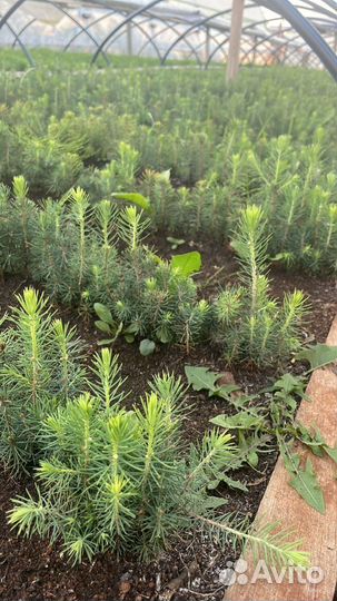 Сеянцы сосны зкс от производителя