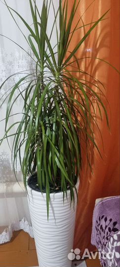 Комнатные цветы драцена