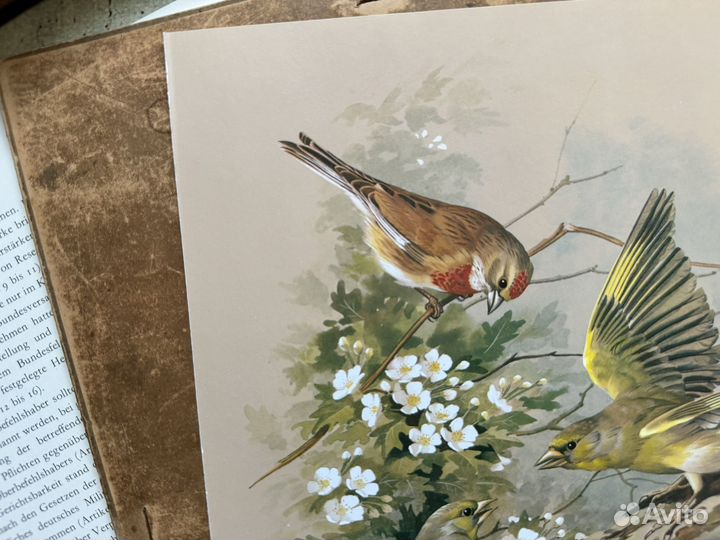 Репродукция. Птицы. Basil Ede. Коноплянка