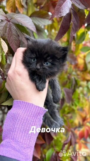 Котята в добрые руки даром