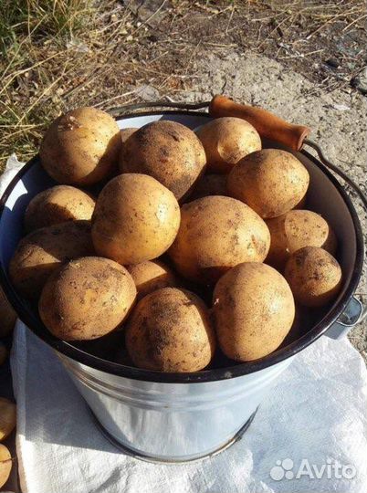 Картофель крупный