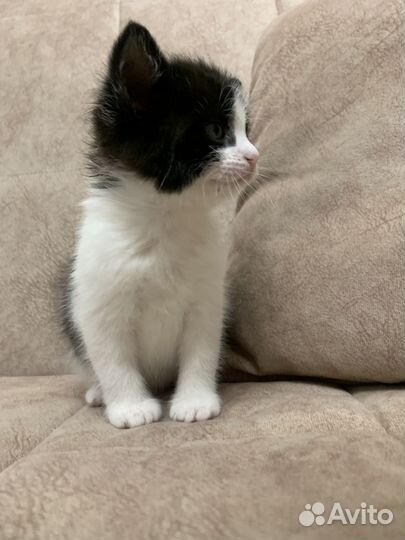 Котенок бесплатно