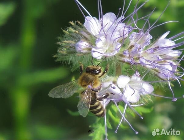 Мед 2024 года из Алтая опт