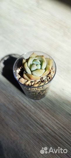 Суккуленты детки 2