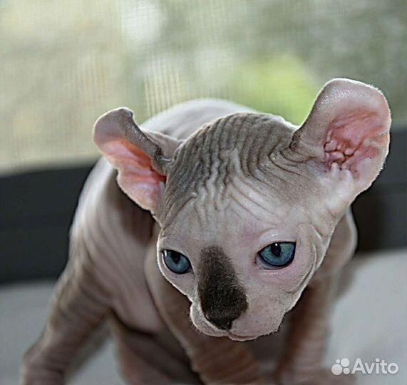 Которебенок мальчишка эльф