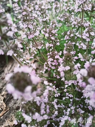 Чабрец сушеный