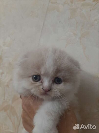 Шотландские вислоухие котята рыжие