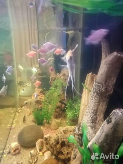 Аквариум