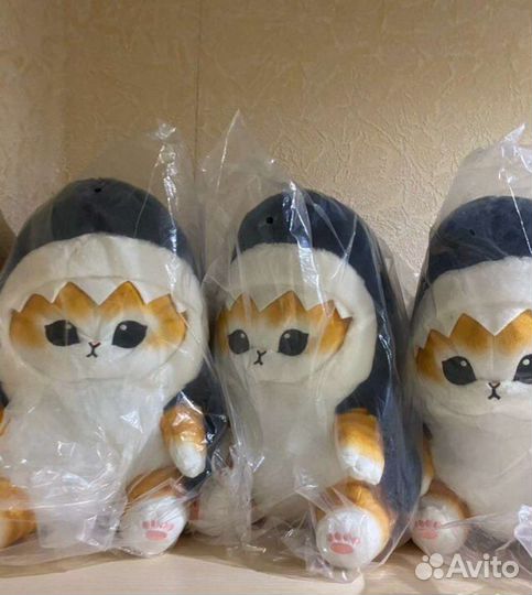 Кот в акуле