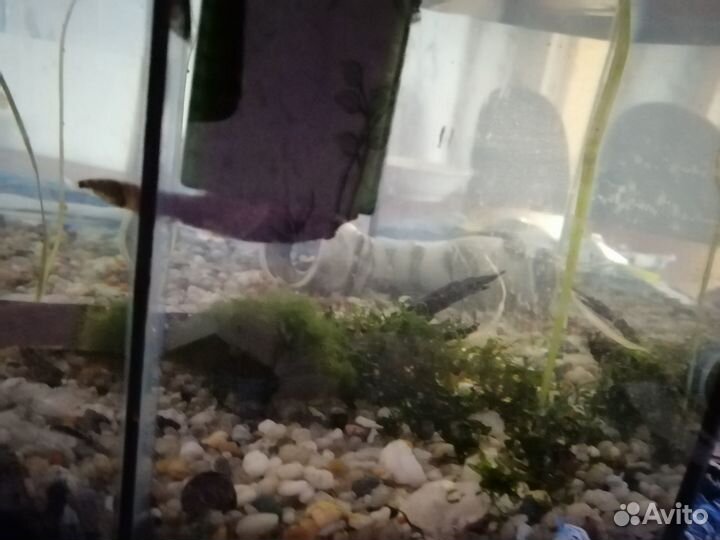 Данио гло, сомики анцитрусы