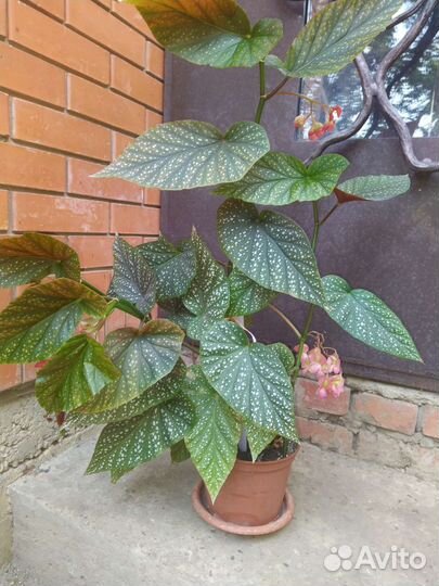 Цветок шефлера 5000.бегония 500 и 800