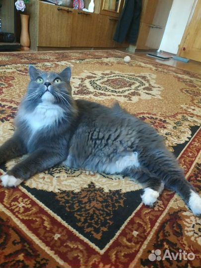 Домашняя передержка животных