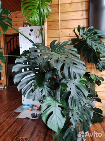 Комнатные цветы монстера