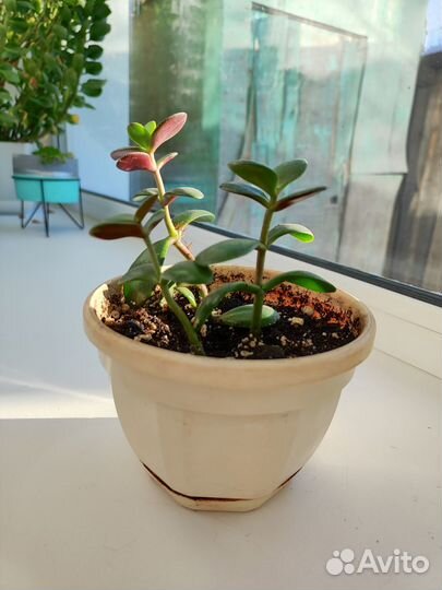 Толстянка (денежное дерево)