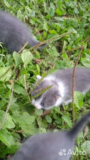 Котята