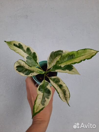 Кротон Тамара