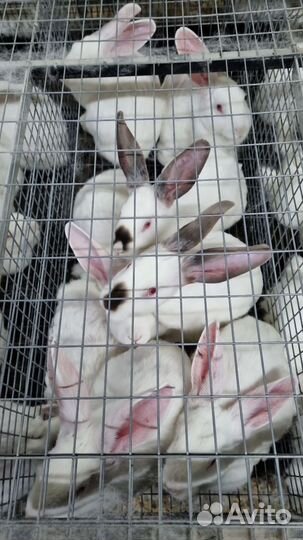 Оптом Мясо Кролика