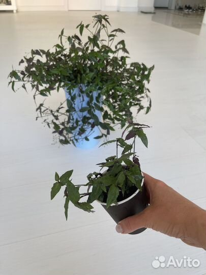 Традесканция. Сорт 