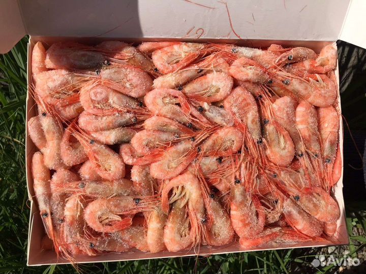 Креветки северные углохвостые