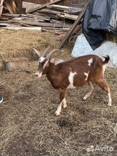 Зааненские козы дойные