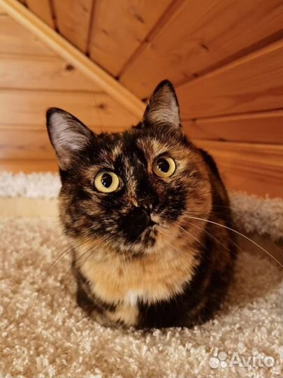 Кошка в дар