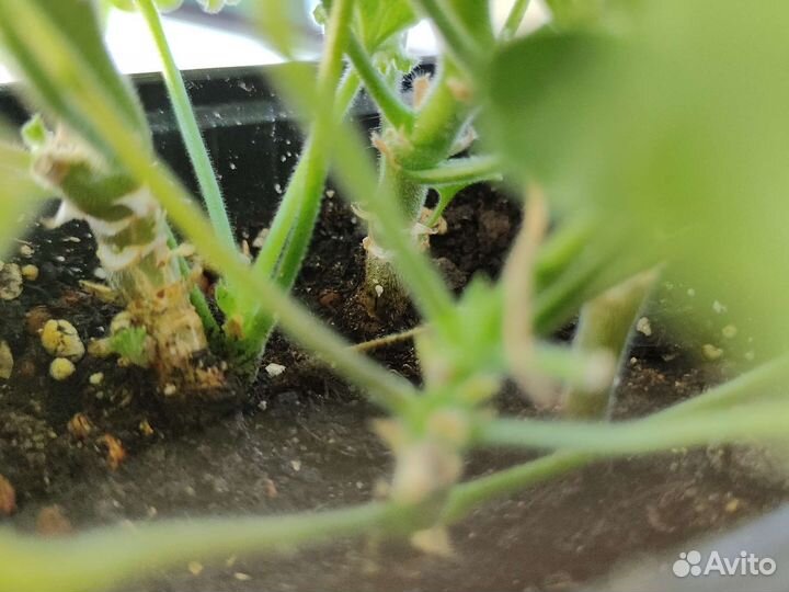 Пеларгония герань