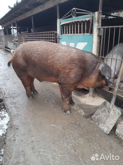 Продам хряка