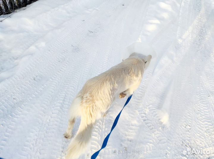 Классный пес