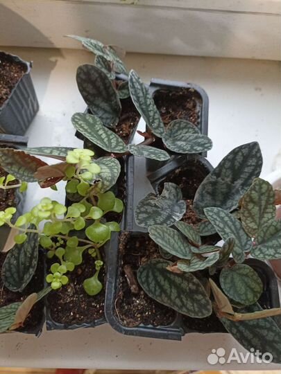 Растения для флорариумов, террариумов, флорариум