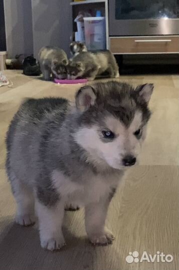 Щенки хаски