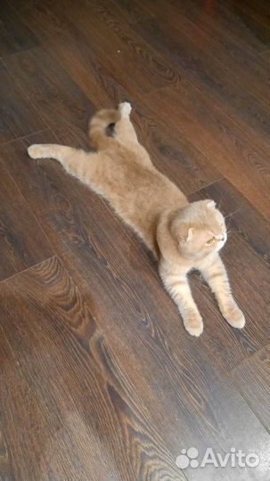 Ищем даму сердца