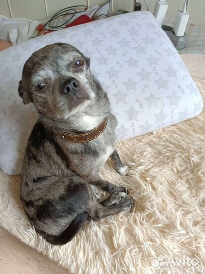 Маленькая собака чихуахуа