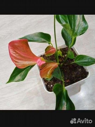 Антуриум Матата