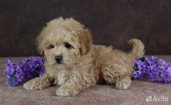 Мальтипу Ф1 девочки