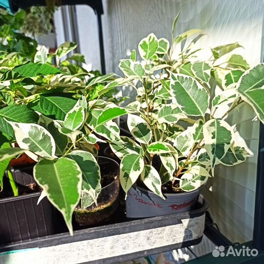 Комнатные растения цветы большие