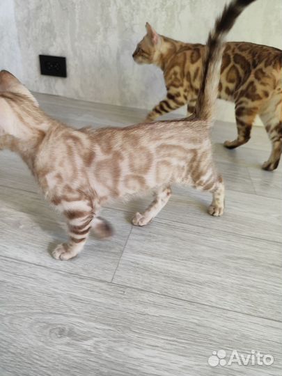 Снежные бенгальские котята