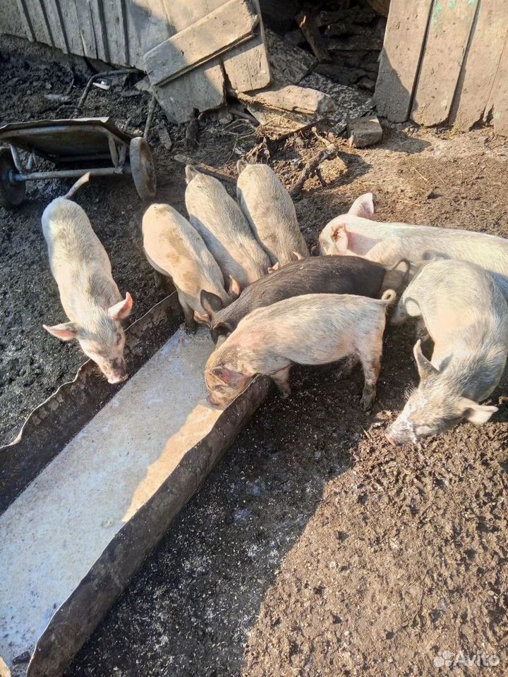 Поросята (белые), Межозерный