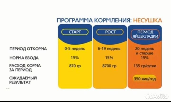 Отборная курочка ломан браун