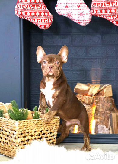 Французский бульдог. Изабелла. Мокко. Мальчик