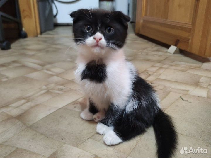 Отдам котят