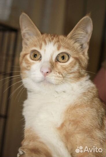 Рыжий котенок 4-5 месяцев Золтон в добрые руки