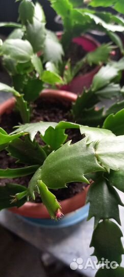 Декабрист шлюмбергера